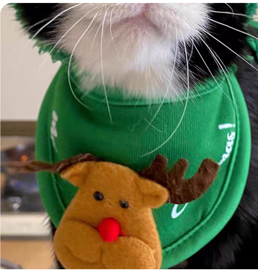 Super cute Christmas pet clothing set
