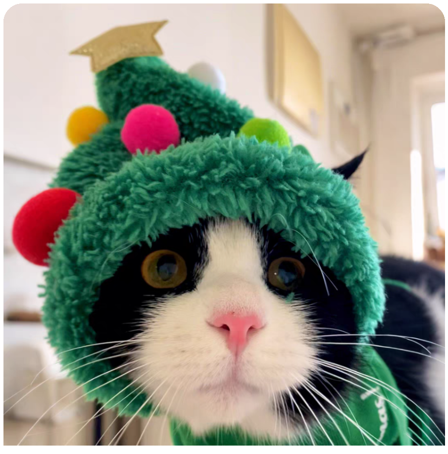 Super cute Christmas pet clothing set
